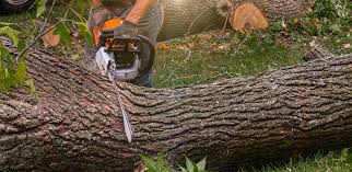 Reliable Martin, TN Tree Services Solutions