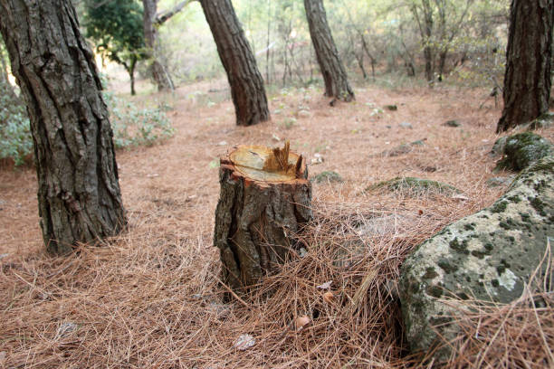 Best Emergency Tree Removal  in Martin, TN