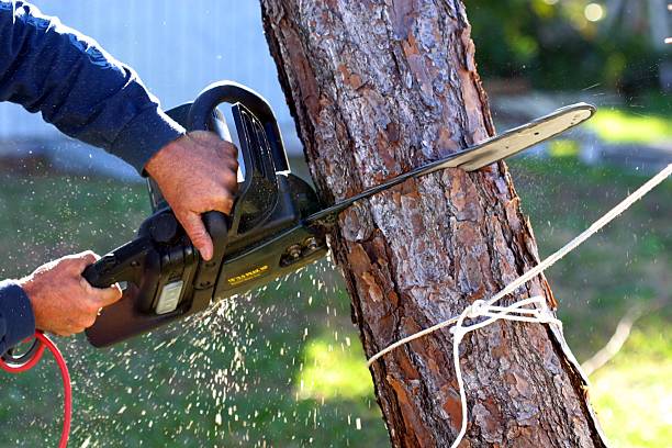 Best Hedge Trimming  in Martin, TN