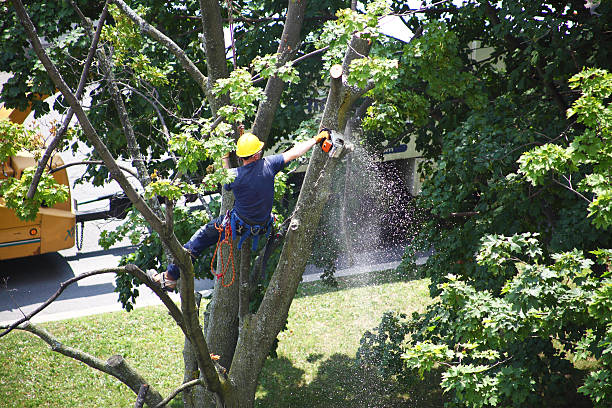 Best Tree Risk Assessment  in Martin, TN