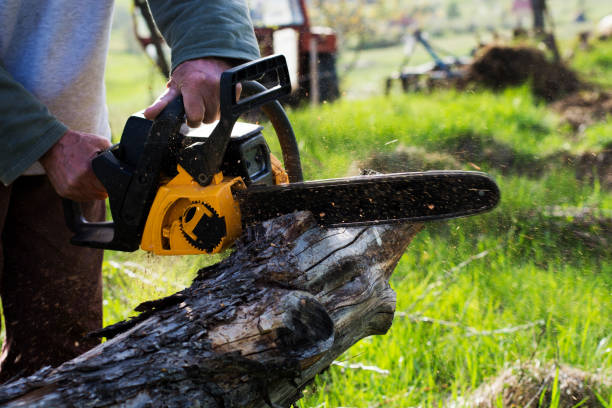 Best Seasonal Cleanup (Spring/Fall)  in Martin, TN